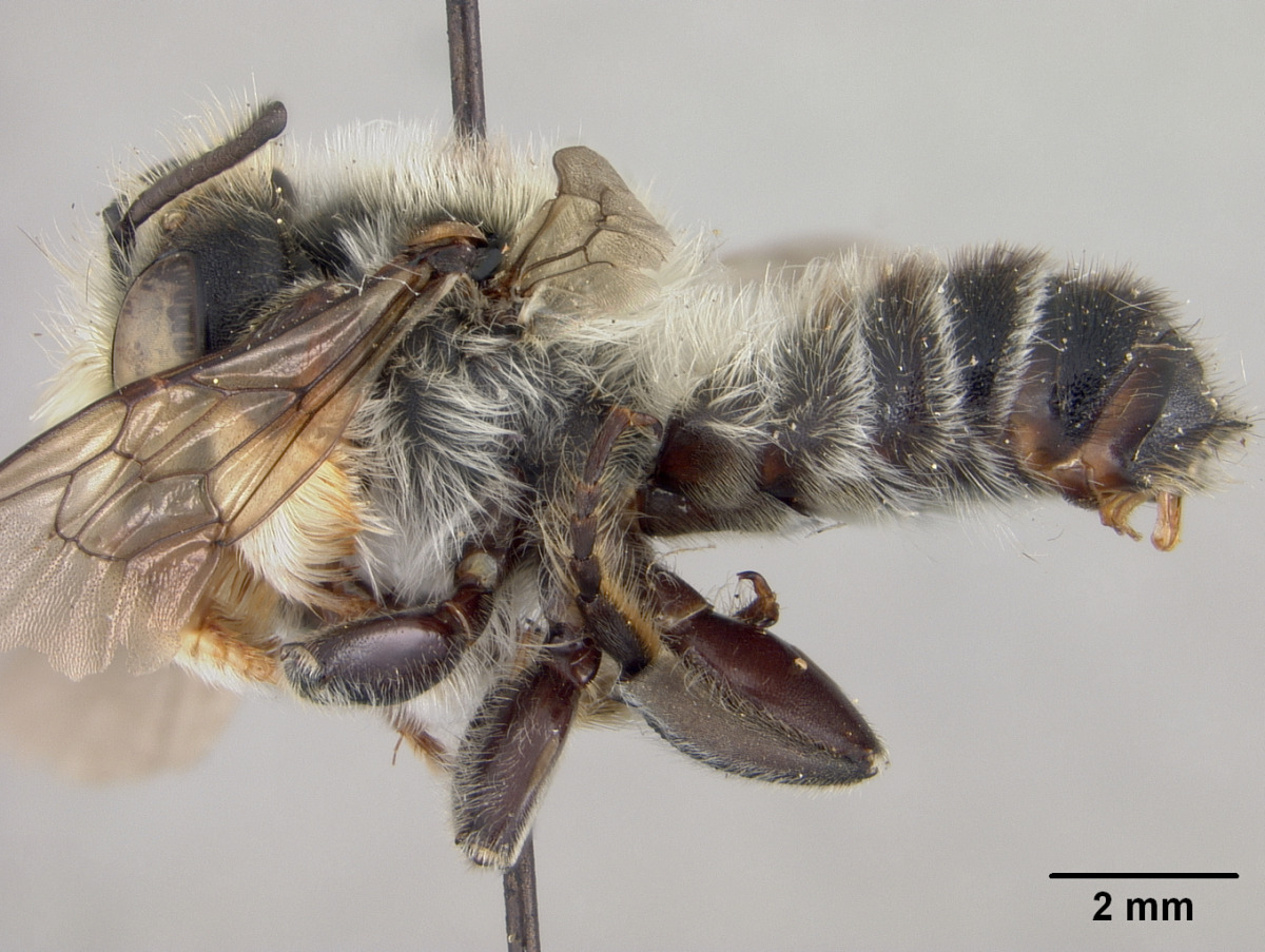 Megachile willughbiella image
