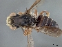 Megachile planula image