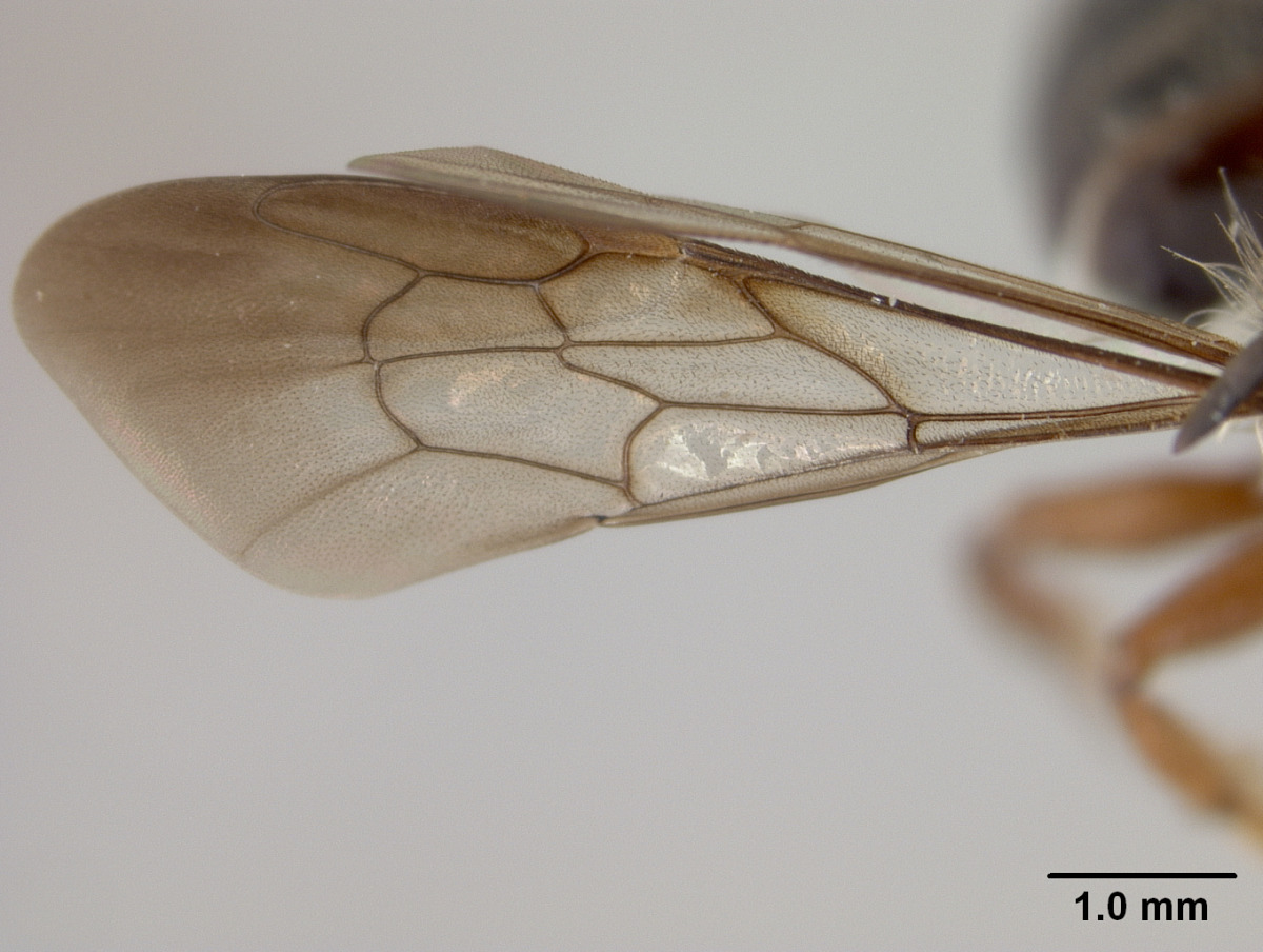 Megachile planula image