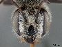 Megachile casadae image