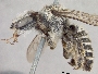 Megachile casadae image
