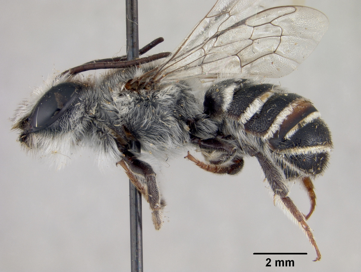 Megachile chilopsidis image