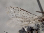 Megachile chilopsidis image