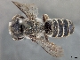 Megachile prosopidis image