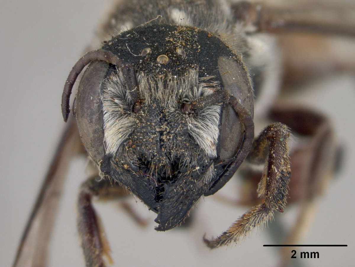 Megachile prosopidis image