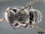 Megachile pseudolegalis image