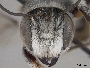Megachile pseudolegalis image