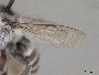 Megachile alata image