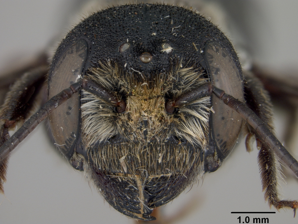 Megachile revicta image