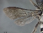 Megachile revicta image