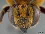 Megachile rhododendri image