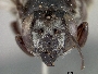 Megachile rowlandi image