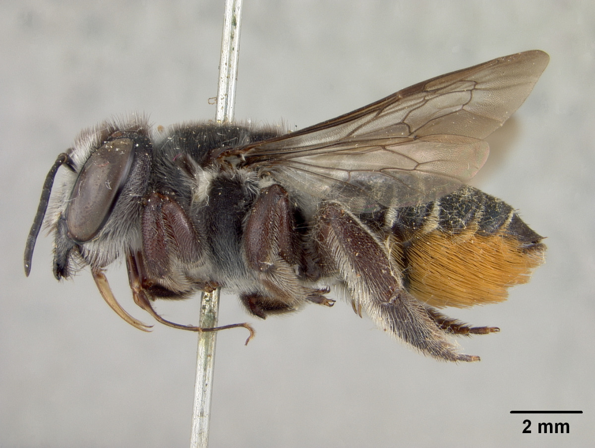 Megachile rowlandi image