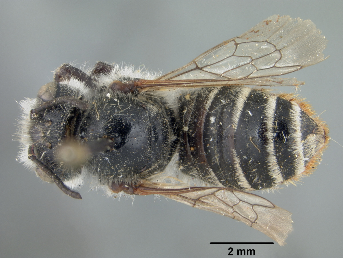 Megachile rupshuensis image