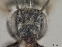 Megachile rupshuensis image