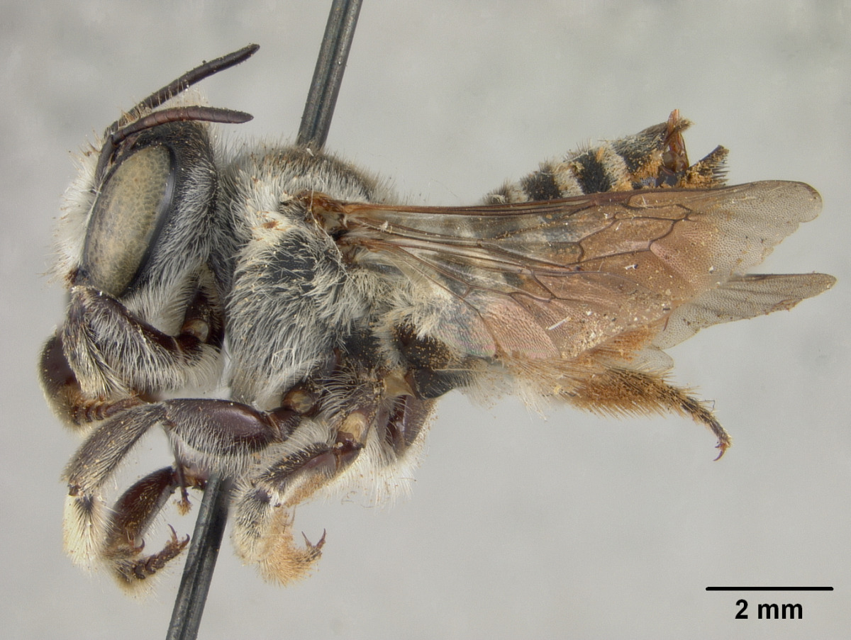 Megachile sabinensis image