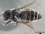 Megachile inermis image