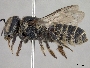 Megachile spissula image