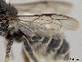 Megachile spissula image