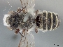Image of Megachile lippiae