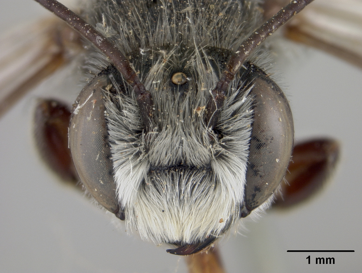 Megachile lippiae image