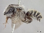 Megachile lippiae image