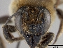 Megachile lagopoda image