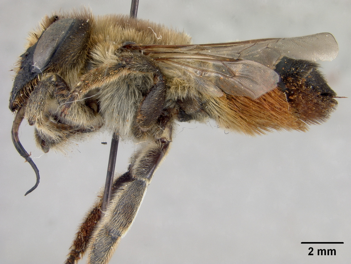 Megachile lagopoda image