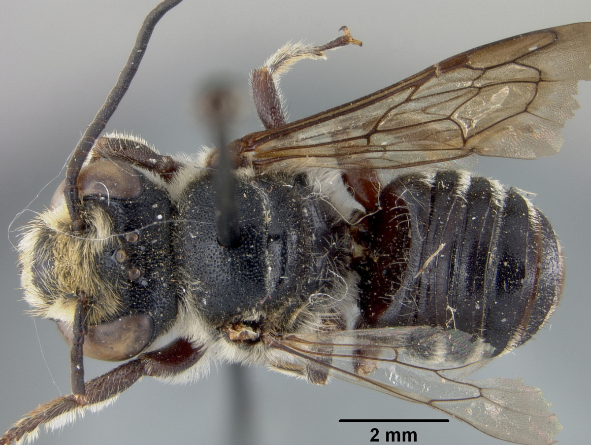 Megachile sejuncta image
