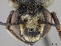 Megachile sejuncta image