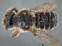 Megachile pruina image