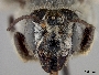Megachile palmensis image