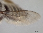 Megachile palmensis image