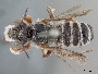 Image of Megachile spinotulata