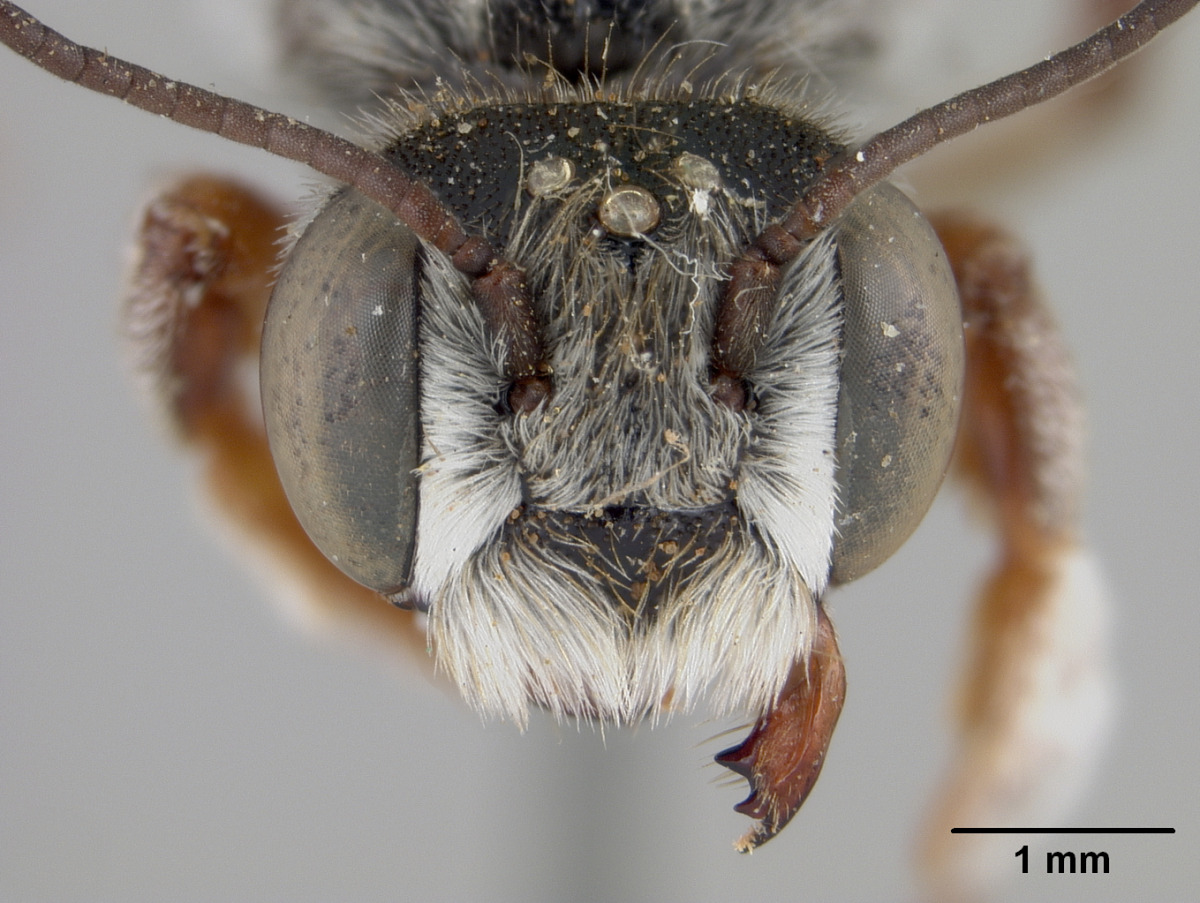 Megachile spinotulata image