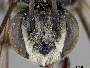Megachile stomatura image