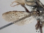 Megachile stomatura image
