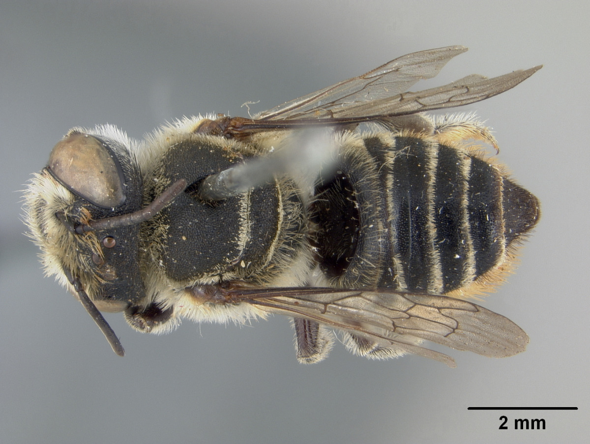 Megachile subrixator image