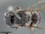 Megachile subexilis image