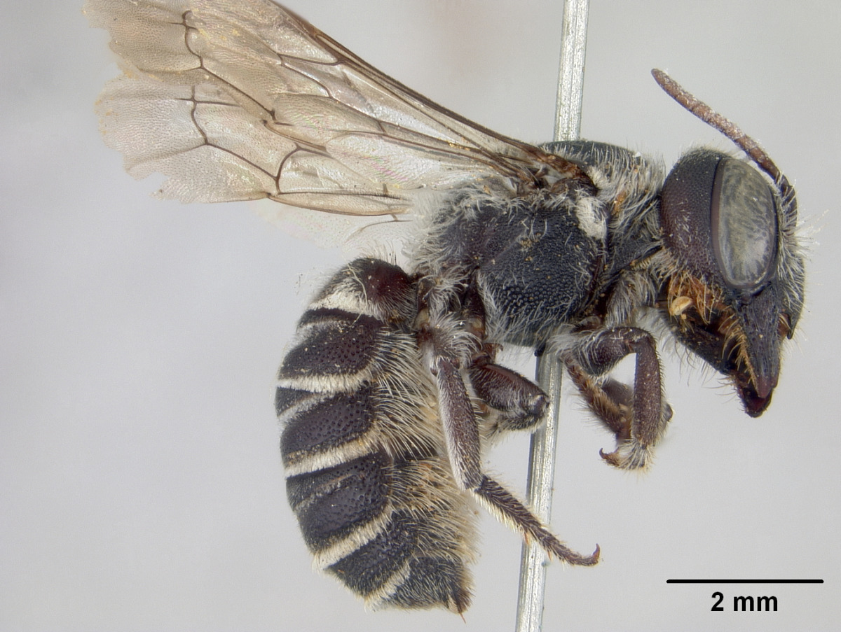Megachile subexilis image