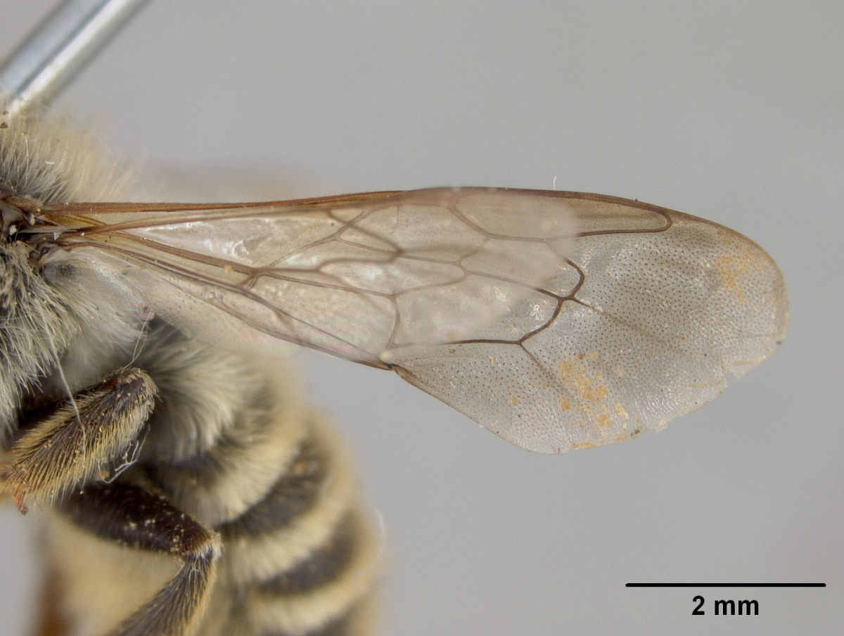 Megachile terrestris image