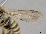 Megachile terrestris image