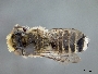 Megachile pusilla image