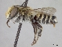 Megachile pusilla image