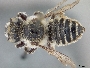 Megachile toscata image