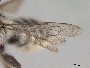 Megachile toscata image