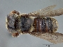 Megachile tricosa image