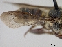 Megachile tricosa image
