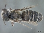 Image of Megachile adelphodonta