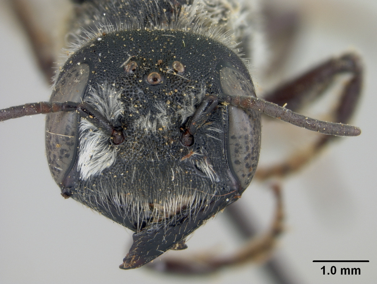 Megachile adelphodonta image